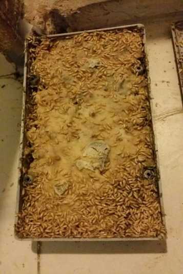 ระบบเหยื่อล่อ Termite Baiting System    